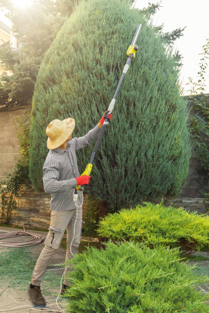 Best Lawn Watering Services  in Lavalette, WV